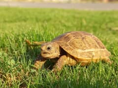 Tortoise