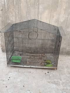 6 murgiya ya parrot b kafi a sakty ha