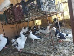English faintail and mixed pigeons