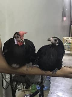 Australorp hens