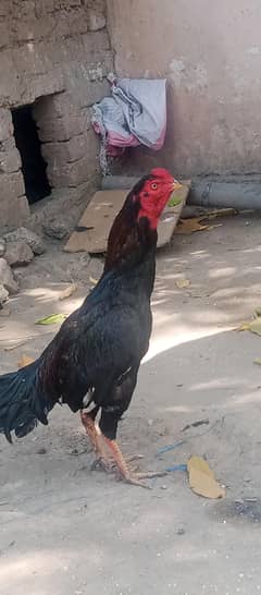 asil murga WhatsApp number 03454493605
