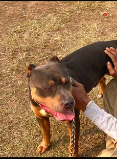 Pitbull