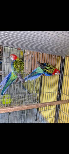 Rosella