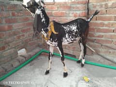 Desi bakra