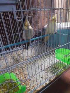 breeder player Cocktail love bird master cage new condition slidely