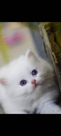 Persian kittens pair for sale