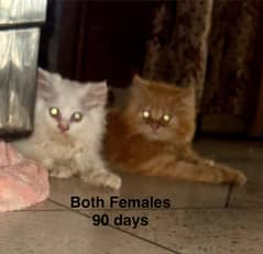 Doll face Persian kittens.