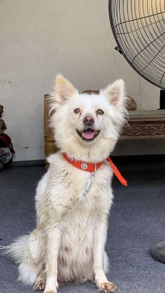 Japanese spitz dog for sale