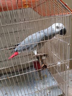 African grey