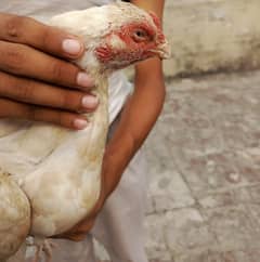 Heera aseel female