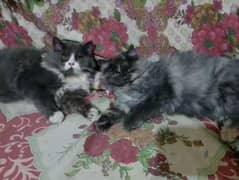 perssion gray pair