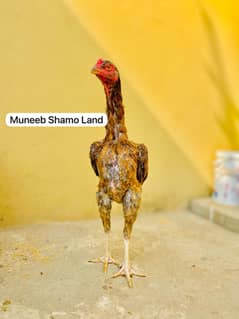 Lakhi O Shamo For Sale High Quality. Ready To Breed.