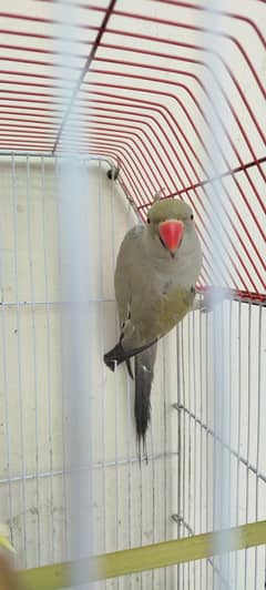 grey turquoise & green ringneck