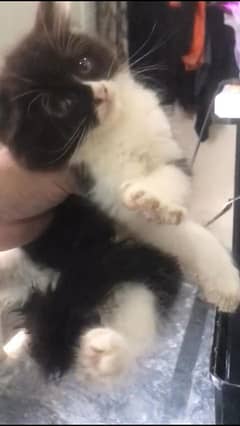 pandda kitten