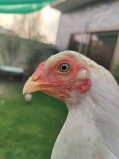 white aseel hens (heerafemales)