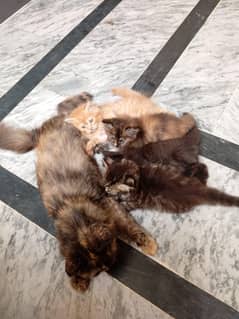 four Persian  baby kitten