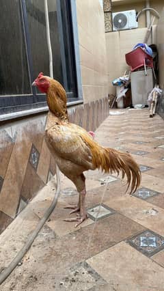 Aseel Murga For Sale