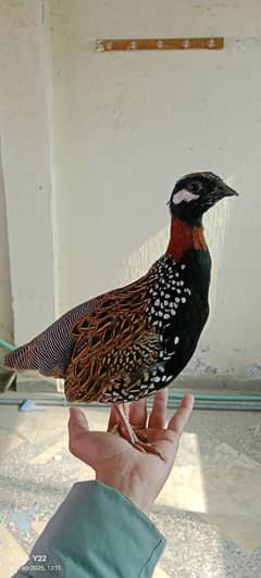 Kala