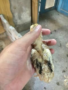 aseel and Desi chicks for sale