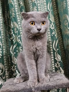 Scottish Fold(Imported from Turkey) Card Available