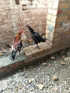 For sale