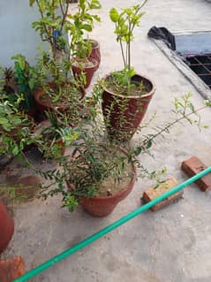 plants