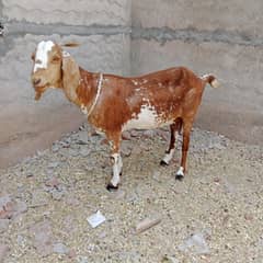 very healthy cross bakri
