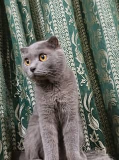 Scottish Fold Male from Turkey (Card is also from turkey)