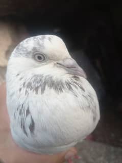 sialkoti pigeon kabutar pigeon jora