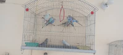 Australian parrots