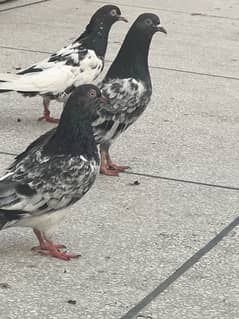 Highflyer pair for sale