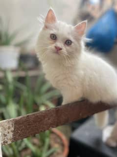 Kittens Pair