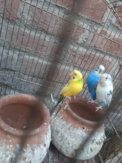 3 hai jis ko smjh me aye call kry