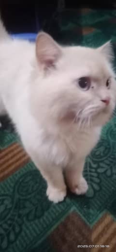 prshion mail cat