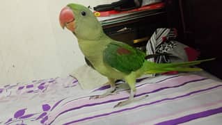 raw female urgent sale