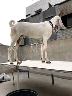 Bakri