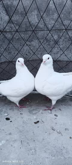 king kabutr pair