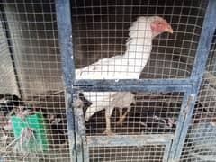 female hen with 5chiks
