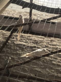White Austrailain budgie parrot only 500