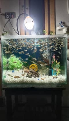 fish aquarium