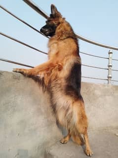 German shepherd