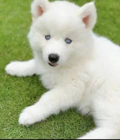 Siberian