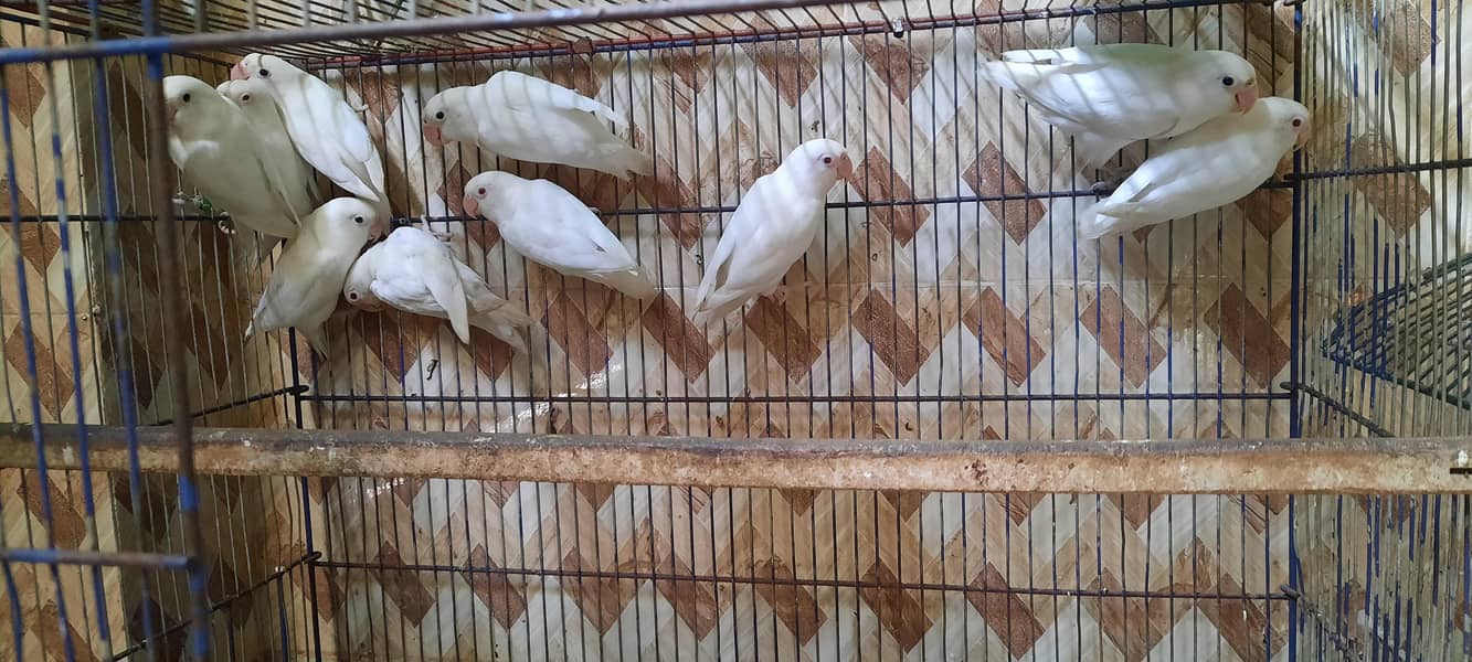 Albino & Java 0