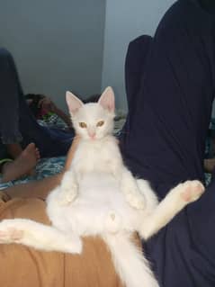 Selling cat Siamese