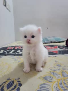 kittan for sale
