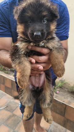 PURE GERMAN SHEPHERD LONG COAT PUPPIES 