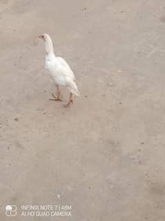 Aseel pathiyan ya patha pathi