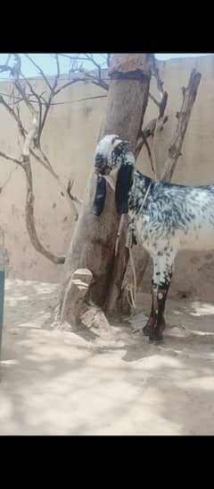 makhi chini path for sale