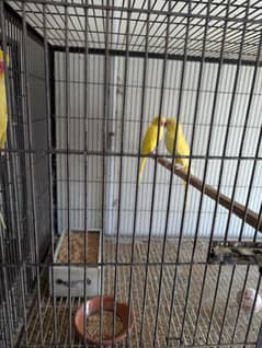yellow