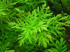 water wisteria (hygrophila difformis) Aquatic plant